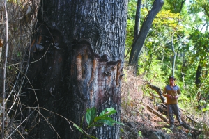 勐腊县有多少人口_许,西双版纳州勐腊县至景洪方向第二个隧道口,突发一起两(3)