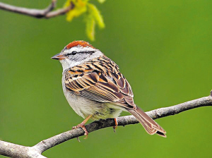燕子飞到麻雀窝猜成语_燕子窝(2)