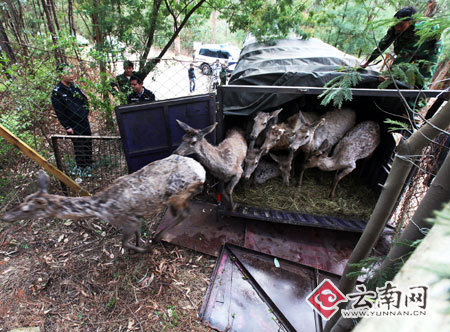 私 马鹿 高校图片