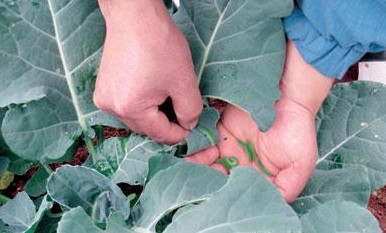 餐饮绿 蔬菜要有机