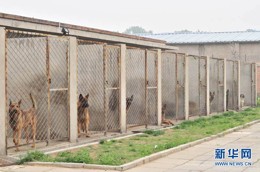 实拍:探访神秘的警犬训练基地