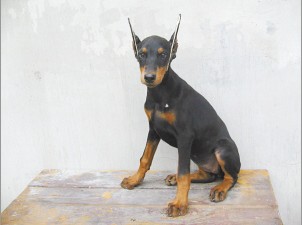 立耳杜宾犬 1c6f6502e9ea1149fbe23d.jpg