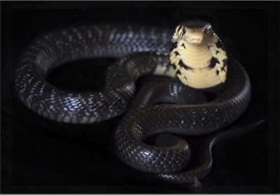 盘点世界上12种最恐怖的毒蛇