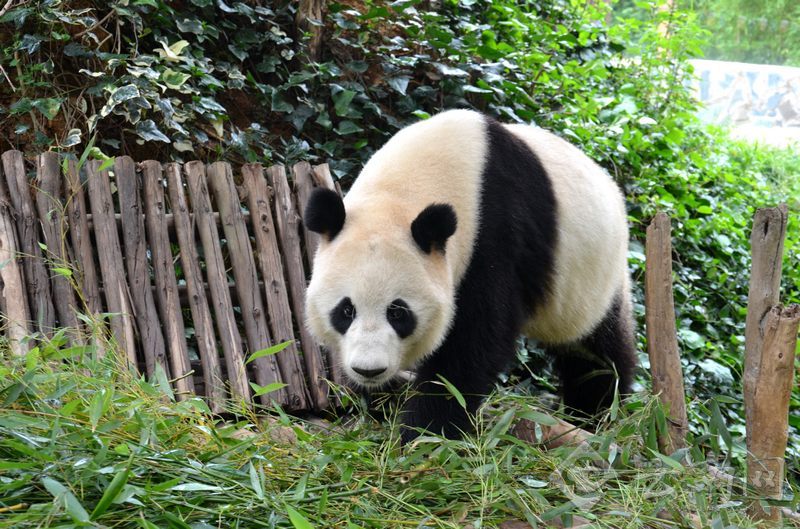大熊猫芊芊16日从长水机场坐飞机回家(高清图