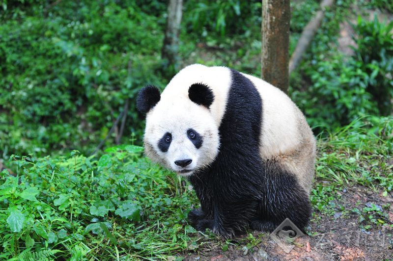 熊猫图片大全高清照片 001cc43561e1117baf893b.jpg