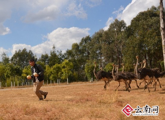 准备寻蛋大会 饲养员用尽招式取奇蛋(图)