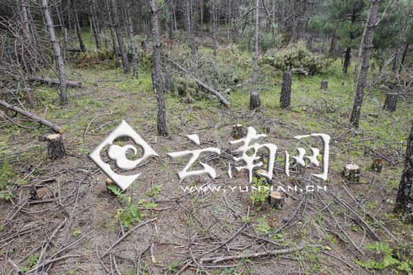 /enpproperty--> 青松被砍 一处林区被工程弃土掩埋 树桩随处可见 白色伤痕扎眼 玉龙雪山景区范围内的树在哭泣,这是为了开发项目为之,还是村民乱砍滥伐?这些树龄最小的都有几十年,就没有人管理吗?20日,名为-猫猫语-的微博发出一条玉龙雪山景区范围内的树在哭泣的帖子。丽江市森林公安局在几天前也收到反映同一问题的(现场图片)举报,引起丽江市和玉龙纳西族自治县两级林业局、森林公安局的重视。 21日,晚报记者随调查人员到现场了解得知,举报中涉及丽江古城管理局去年底实施的玉龙雪山