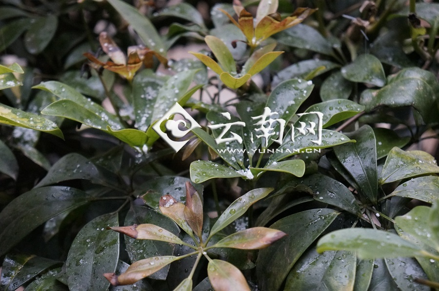 冷空气袭击云南 昆明城区20日下雨夹雪