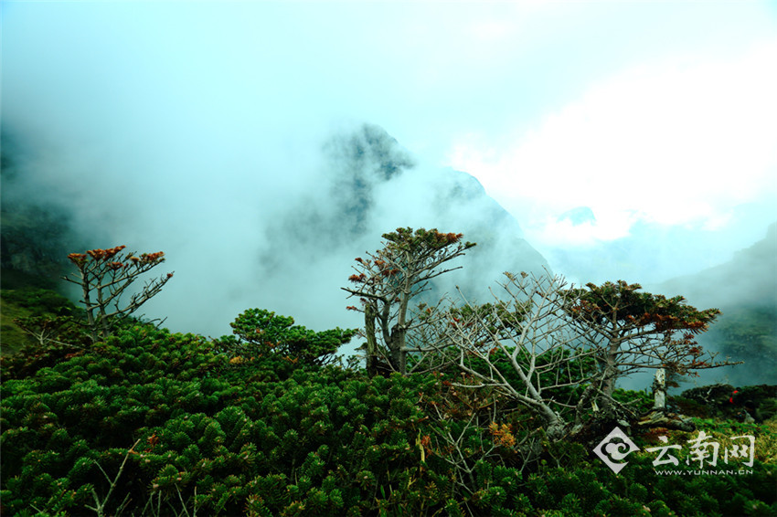 [昭通巧家药山系列报道]之六:药山未来