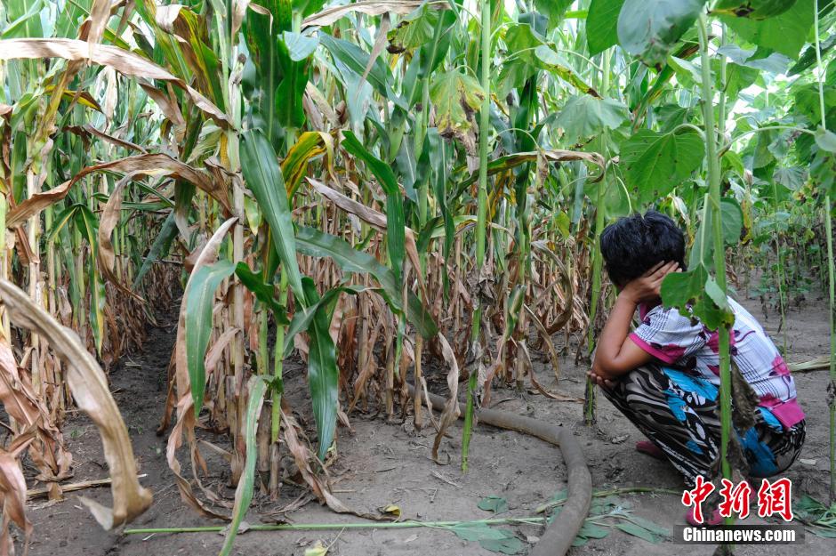 吉林现50年最严重旱情 部分产粮地绝收