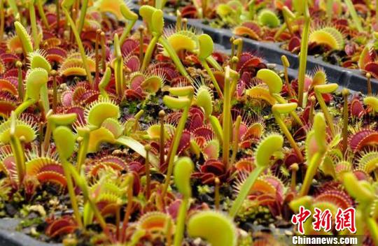 10日,浙江省嘉兴市桐乡市崇福镇,中国首个食虫植物主题生态园的创始人