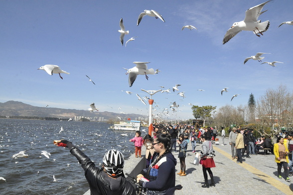 昆明300警力每天便装巡逻护鸥 已制止70余次