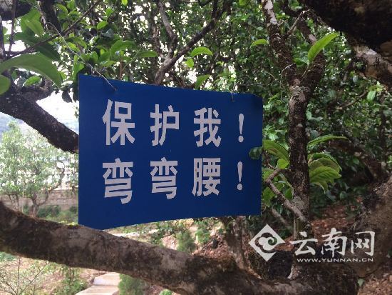 4月25日上午,云南日报报业集团走基层看民族团结进步与美丽乡村建设采访组冒着蒙蒙细雨走进双江自治县勐库镇冰岛村。一进村子只见依山而建的小楼错落有致,小楼上挂着不同名号的茶叶初制所。沿着小路蜿蜒前行,见到了树龄300至500多年的古茶树,树形遒劲大气,老树新叶。走近观看,每一株茶树上几乎没有采摘剩下的新芽,了解得知,每一株老树茶的新芽都被采摘了。 据了解,在冰岛自然村,500年以上的古茶树有4954株,年产干毛茶7.