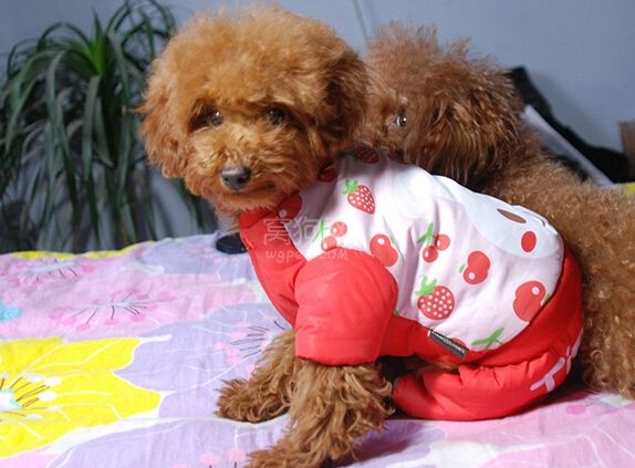 摊上大事了! 路边抱走3万泰迪  或处3-10年有期