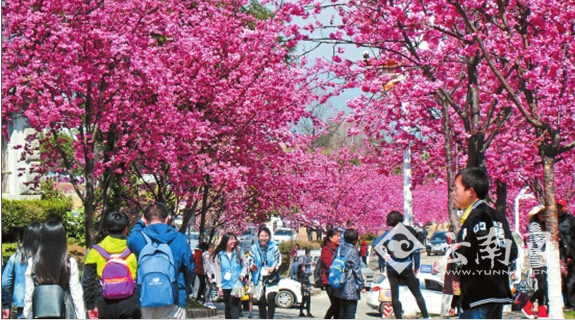 5日是大理大学校园开放日,校园内外数千株竞相开放的樱花吸引了众多游