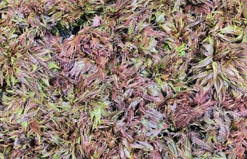 香椿棠梨花苦刺花金雀花……各种新鲜春菜都已上市.