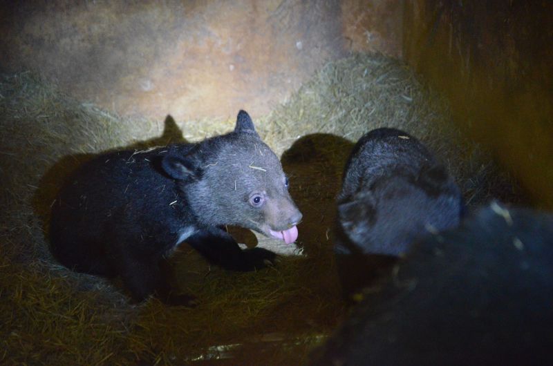 熊孩子没奶喝 咋办? 饲养员找熊阿姨来帮忙