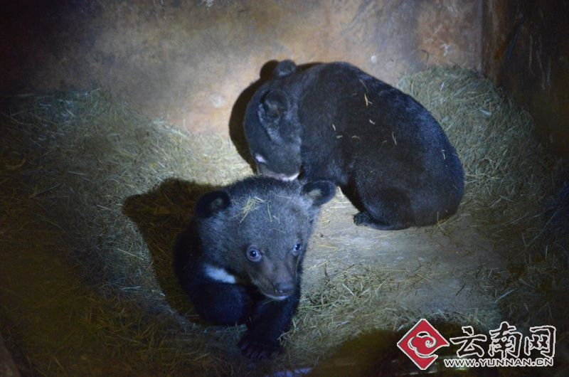 熊孩子没奶喝 咋办? 饲养员找熊阿姨来帮忙