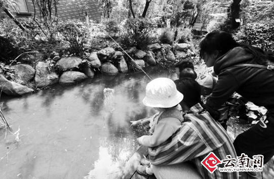  昆明部分小区景观池小龙虾来袭 业主举家带口花式钓虾