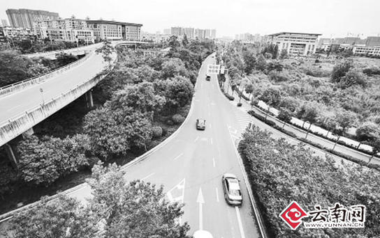  昆明北京路、滇池路等10条道路绿起来 四季都有看头