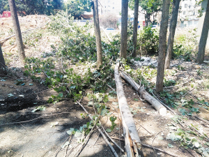  昆明小喜村“老米轨”旁 比博尔特速度快的风吹断16棵杨树