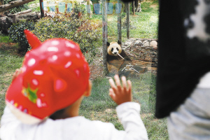  云南野生动物园大熊猫“会客” 和兴和囡囡更活泼好动