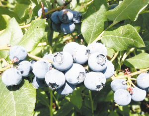  又到蓝莓采摘季 抚仙湖畔欢迎你