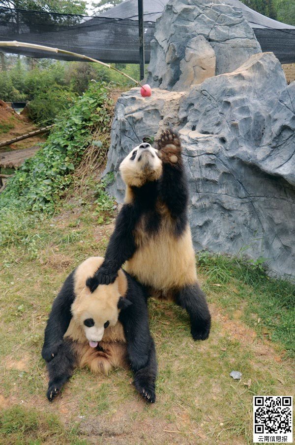  训练后肢能力 云南野生动物园大熊猫每日站立5分钟
