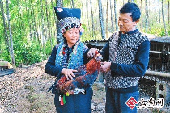  云南施甸县摆榔乡大中村张云祥魏珍夫妇：齐心闯出致富路