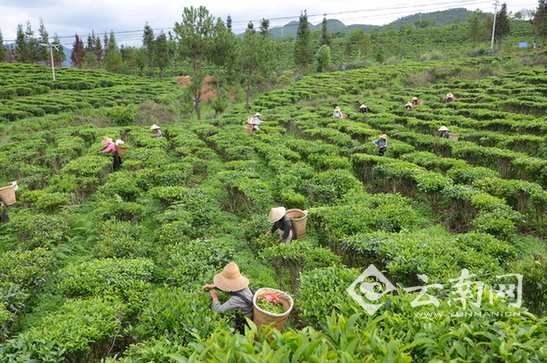  云南永平县三年拟投资2亿元发展高山生态茶（图）