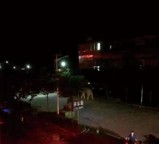  伤人野象在街上游荡 西双版纳勐阿镇夜市紧急疏散