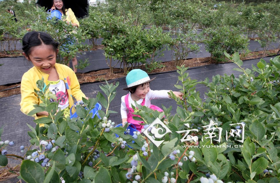 亲蓝蓝莓庄园迎市民采摘高峰