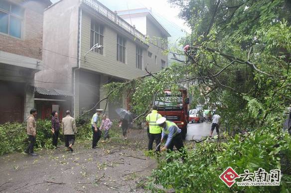  狂风吹断路边树枝交通受阻 云南西畴交警及时排险保畅