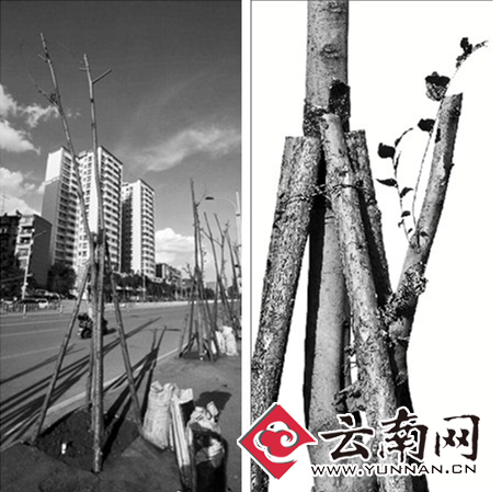  寒潮“淘汰”小叶榕 昆明468棵滇朴到滇缅大道“报到”