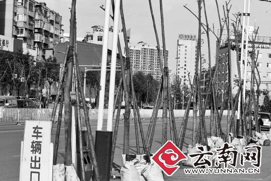  寒潮“淘汰”小叶榕 昆明468棵滇朴到滇缅大道“报到”