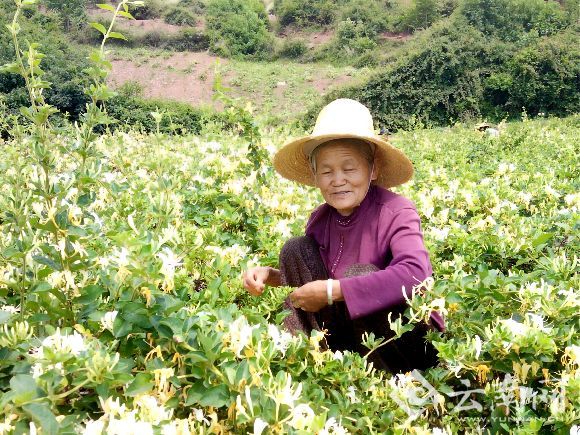  金银花开金银来 云南云龙长新乡震后救灾生产两不误