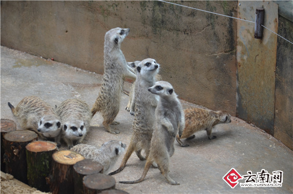  端午节期间到野生动物园看细尾獴家族（图）