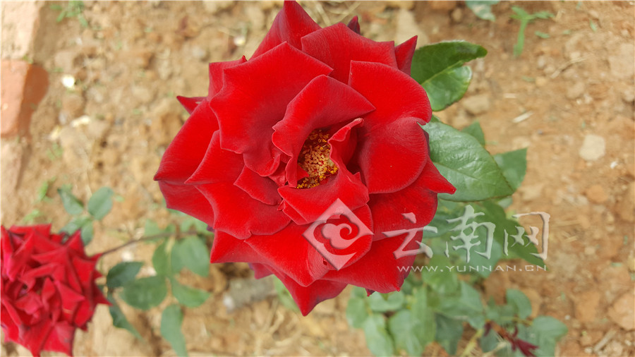 曲靖沾益区：玫瑰飘香引乡村巨变