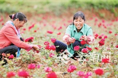  云南曲靖2020年前将建成全国最大“玫瑰谷”