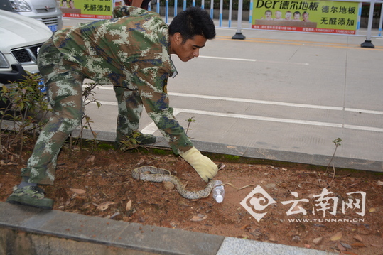  云南凤庆消防捕蛇除患 提醒市民遇蛇切勿私自捕捉