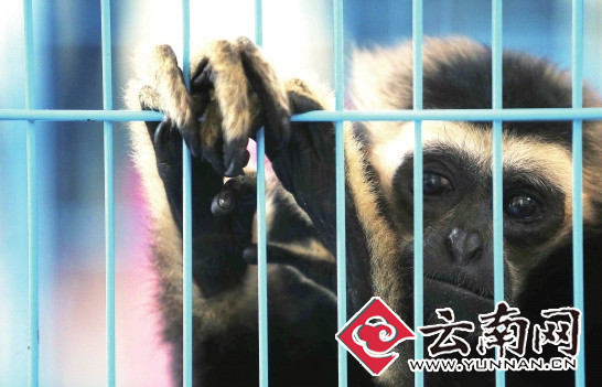  云南最大网络野生动物非法贸易案告破 境外走私出售全国非法交易链条切断