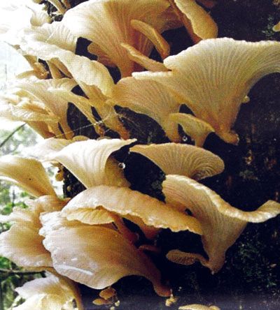 最强采菌攻略 3大特征的野生菌不能采