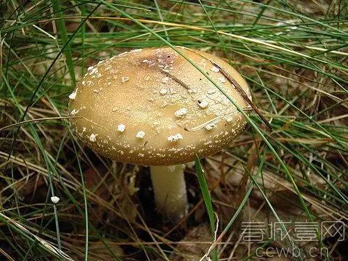 最强采菌攻略 3大特征的野生菌不能采