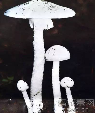 最强采菌攻略 3大特征的野生菌不能采