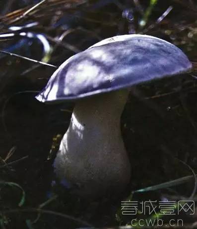 最强采菌攻略 3大特征的野生菌不能采