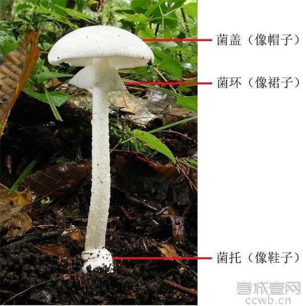 最强采菌攻略 3大特征的野生菌不能采