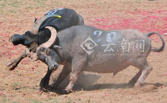  中国彝族祭祖大典就在昆明“整起”，你来不来
