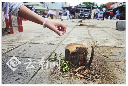  昆明景星花鸟市场17棵行道树被砍是怎么回事？