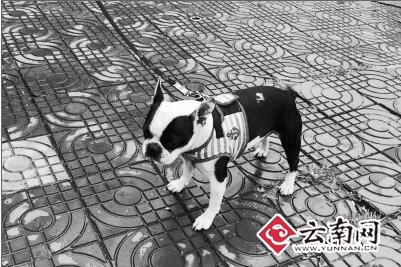  昆明一男子盗窃法国斗牛犬被抓 无法鉴定狗价值量刑依据咋衡量？