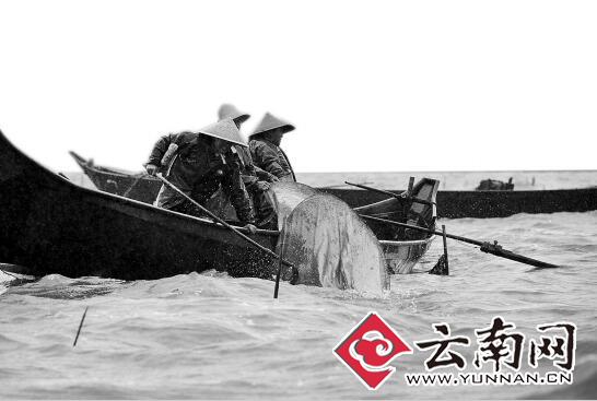  滇池“迷魂阵”破！渔政出动31艘船清理偷捕违禁渔具